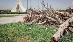 علت جابه‌جایی درختان میدان آزادی مشخص شد؟