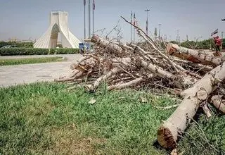 علت جابه‌جایی درختان میدان آزادی مشخص شد؟