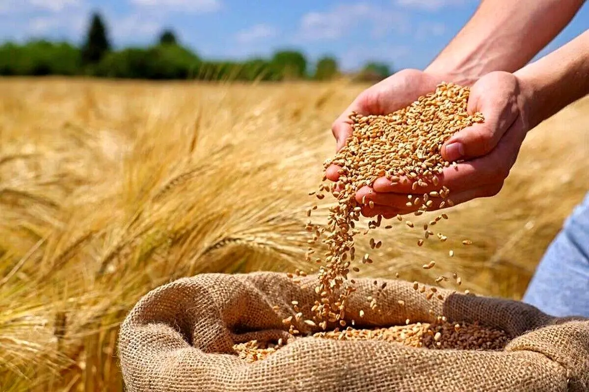 در اعلام نرخ خرید تضمینی گندم عقب‌ماندگی داریم