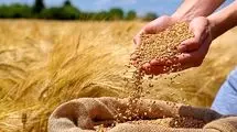 در اعلام نرخ خرید تضمینی گندم عقب‌ماندگی داریم