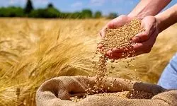 در اعلام نرخ خرید تضمینی گندم عقب‌ماندگی داریم