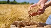 در اعلام نرخ خرید تضمینی گندم عقب‌ماندگی داریم