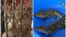 کشف شیر، عقاب طلایی و تمساح در استان تهران