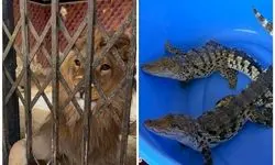 کشف شیر، عقاب طلایی و تمساح در استان تهران