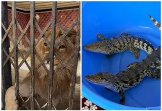 کشف شیر، عقاب طلایی و تمساح در استان تهران