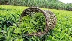 خریداری چای به ارزش هزار و ۴۷۰ میلیارد تومان؛ هرکیلو چای خشک ۳۰۰ تا ۷۰۰ هزارتومان 