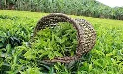 خریداری چای به ارزش هزار و ۴۷۰ میلیارد تومان؛ هرکیلو چای خشک ۳۰۰ تا ۷۰۰ هزارتومان 