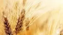 واریز ۱۱۵ هزار میلیارد تومان به حساب  کشاورزان
