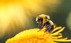 دنیای زیبای هاچ 
