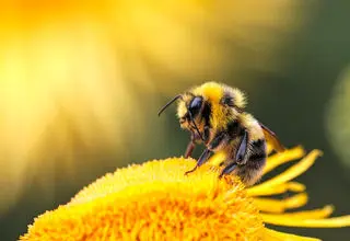 دنیای زیبای هاچ 