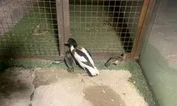 توقیف محموله غیرمجاز مرغابی در فردیس