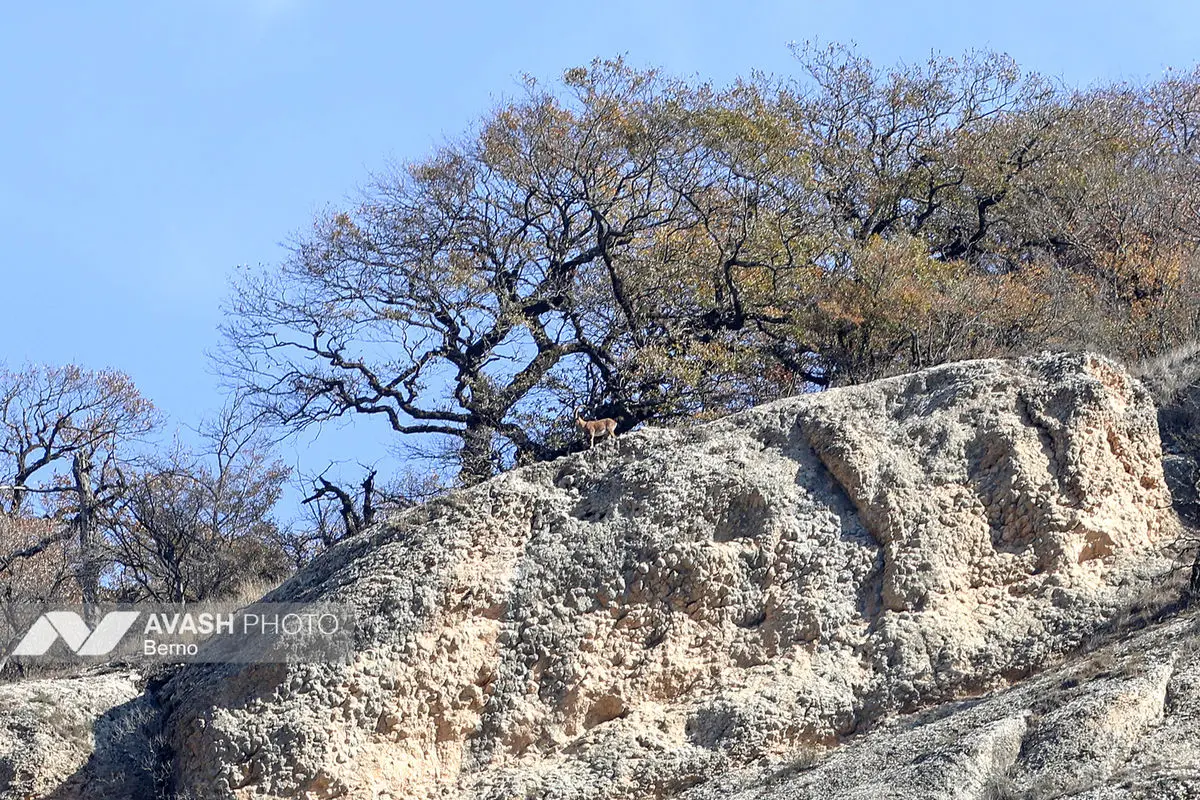 سرشماری پاییزه پارک ملی گلستان