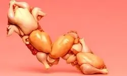 قیمت مرغ رسماً بازار را به هم ریخت (۱۲ آذر)