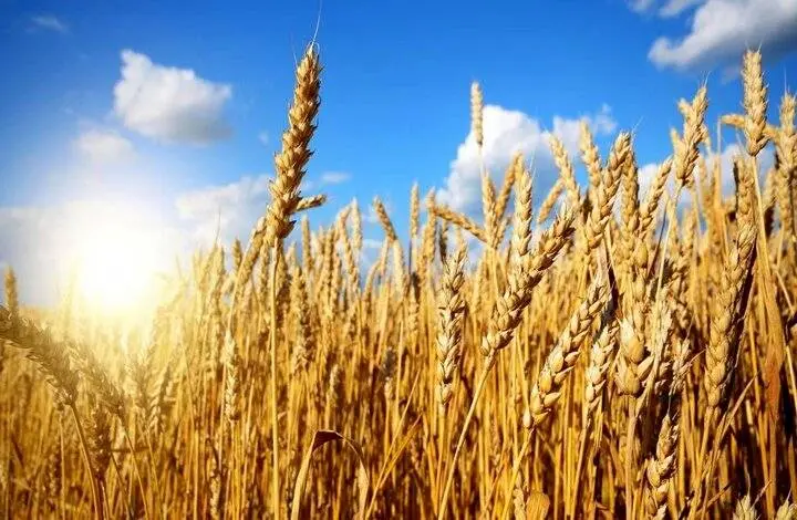پرداخت مطالبات گندم کاران تا ۲۲ مهرماه