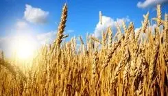 پرداخت مطالبات گندم کاران تا ۲۲ مهرماه