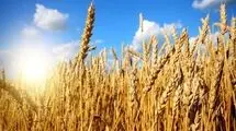 پرداخت مطالبات گندم کاران تا ۲۲ مهرماه