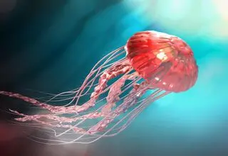 حمله عروس‌های دریایی، نیروگاه هسته‌ای فرانسه را از کار انداخت