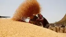 برای تامین آرد و نان مردم مشکلی نداریم