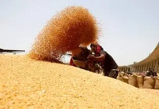 برای تامین آرد و نان مردم مشکلی نداریم