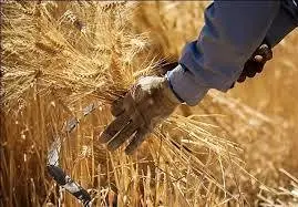 به اندازه حداقل ۶ ماه ذخیره گندم برای نان مردم داریم
