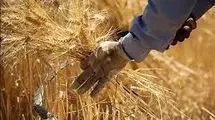 به اندازه حداقل ۶ ماه ذخیره گندم برای نان مردم داریم