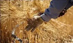 به اندازه حداقل ۶ ماه ذخیره گندم برای نان مردم داریم
