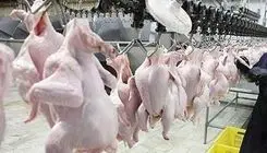 قیمت‌های مصوب گوشت مرغ و تخم مرغ تا پایان سال جاری تغییر نمی‌کند