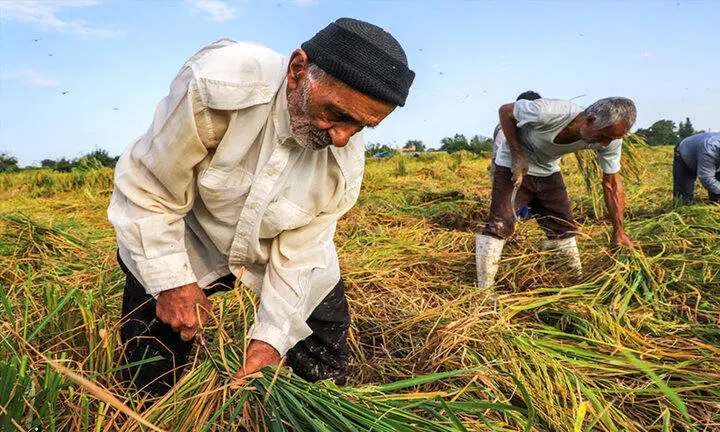 افتتاح مرکز ملی پایش الگوی تولید کشاورزی