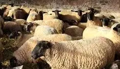 قیمت جدید دام زنده