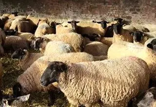 قیمت جدید دام زنده