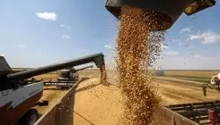 خرید تضمینی گندم از کشاورزان به ۶ میلیون و ۹۳۷ هزار تُن رسید