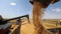 خرید تضمینی گندم از کشاورزان به ۶ میلیون و ۹۳۷ هزار تُن رسید