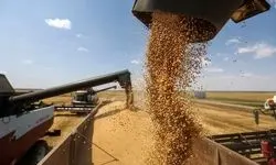 خرید تضمینی گندم از کشاورزان به ۶ میلیون و ۹۳۷ هزار تُن رسید