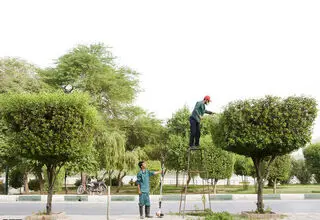 فریب سبز؛ وقتی زیبایی دشمن شهروندان شد