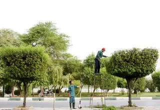 فریب سبز؛ وقتی زیبایی دشمن شهروندان شد