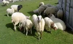 اعلام قیمت جدید دام‌زنده به تفکیک هر استان+جدول