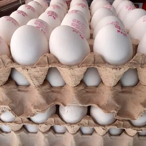 ضرر ۲۵ همتی مرغداران از قیمت پایین تخم مرغ