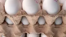 ضرر ۲۵ همتی مرغداران از قیمت پایین تخم مرغ