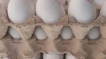 ضرر ۲۵ همتی مرغداران از قیمت پایین تخم مرغ