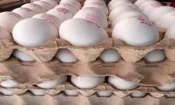 ضرر ۲۵ همتی مرغداران از قیمت پایین تخم مرغ