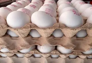 ضرر ۲۵ همتی مرغداران از قیمت پایین تخم مرغ