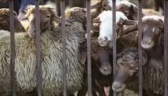 هیچ مشکلی در خصوص توزیع دام در سطح کشور نداریم