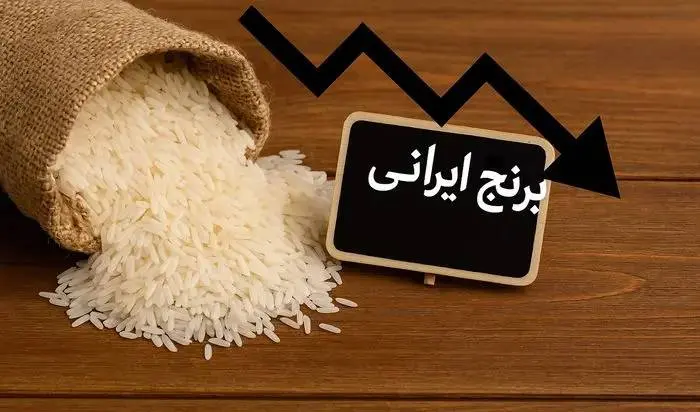 خبر رسمی درباره قیمت برنج اعلام شد | عدم تمایل فروش در برخی کشاورزان