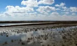 وضعیت تالاب‌ها بعد از بارندگی‌های اخیر