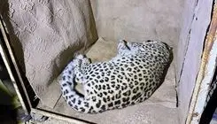 بررسی وضعیت سلامت «پلنگ شهمیرزاد» آغاز شد