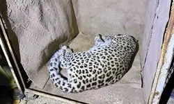 بررسی وضعیت سلامت «پلنگ شهمیرزاد» آغاز شد