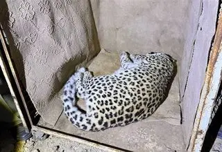 بررسی وضعیت سلامت «پلنگ شهمیرزاد» آغاز شد