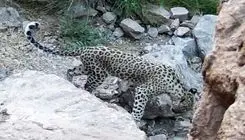 مشاهده پلنگ ایرانی در این منطقه + فیلم