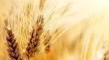 قیمت گندم از این پس بر اساس کیفیت تعیین می‌شود