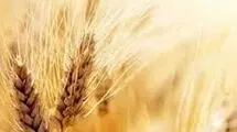 قیمت گندم از این پس بر اساس کیفیت تعیین می‌شود